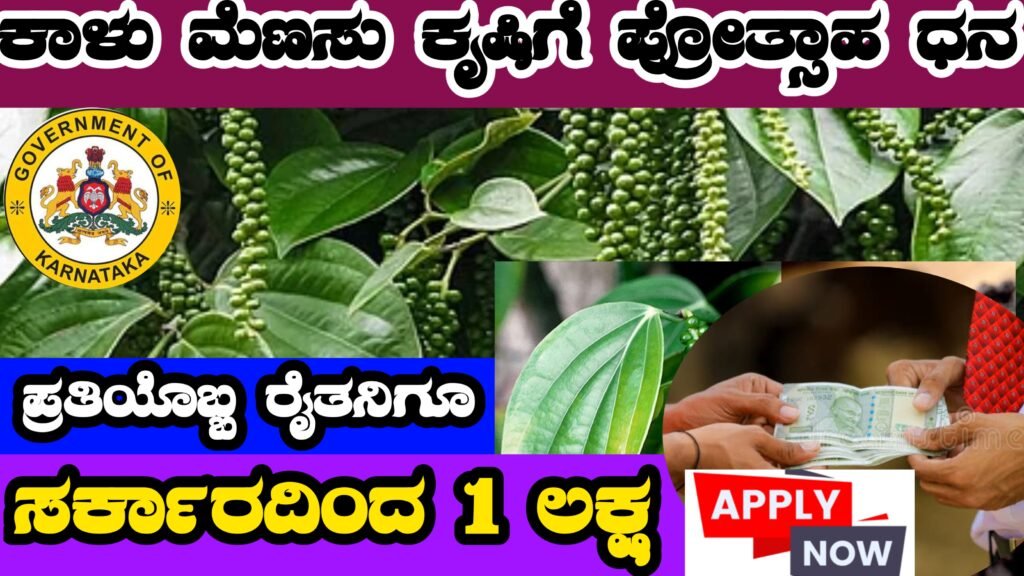 Govt. Offers ₹1 Lakh for Pepper Farming । ಕಾಳುಮೆಣಸು ಬೆಳೆಗಳಿಗೆ ಸುವರ್ಣ ಅವಕಾಶ ರೈತರಿಗೆ ₹1 ಲಕ್ಷ ನೇರ ಸಬ್ಸಿಡಿ,,, ನಿಮ್ಮ ಬ್ಯಾಂಕ್ ಖಾತೆಗೆ । Pepper