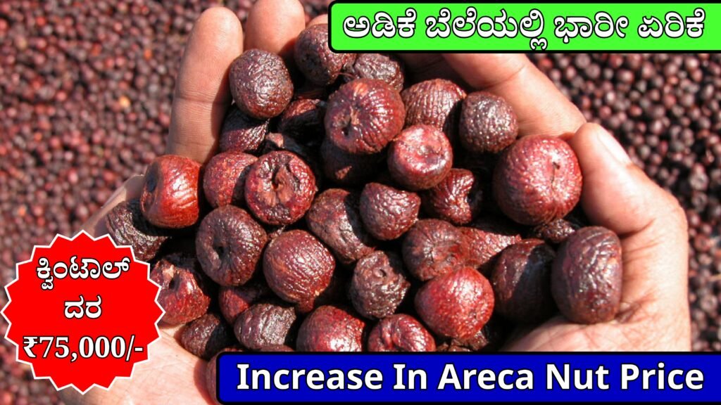 Huge Increase In Areca Nut Price | ಅಡಿಕೆ ಬೆಲೆಯಲ್ಲಿ ಭಾರೀ ಏರಿಕೆ: ಕ್ವಿಂಟಾಲ್‌ ದರ ₹75,000/-